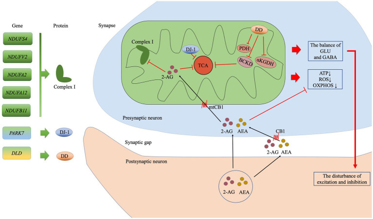 The possible mitochondrial mechanisms associated with the top seven genes in the eCB pathway analysis. The subunits of complex I are encoded by NDUFS4, NDUFV2, NDUFA2, NDUFA12, and NDUFB11. PARK7 encodes the DJ-7 protein, while DLD encodes dihydrolipoamide dehydrogenase (DD), which in turn affects the enzyme complexes such as BCKD, PDH, and αKGDH. The eCBs 2-arachidonoylglycerol (2-AG) and anandamide (AEA) are synthesized in the postsynaptic membrane on demand. Then, 2-AG may enter the presynaptic membrane via CB or simple diffusion, following which it may inhibit oxidative function by acting on CB1 at the mitochondrial membrane (mtCB1) and regulating the subunits of complex I. Ultimately, the effects of this process on the TCA cycle reduced production of ATP, ROS generation, and reduced OXPHOS. In addition, disturbances in the balance of GLU and GABA exert an effect on synaptic function. Abbreviation: complex I: mitochondrial complex I (NADH: ubiquinone-oxidoreductase); BCKD: branched-chain alpha-keto acid dehydrogenase; PDH: pyruvate dehydrogenase; αKGDH: alpha-ketoglutarate dehydrogenase; TCA: tricarboxylic acid; ATP, adenosine triphosphate; ROS: reactive oxygen species; OXPHOS: oxidative phosphorylation; GLU: glutamate; GABA: γ-aminobutyric acid GABA; 2-AG: 2-Arachidonoylglycerol; AEA: anandamide or N-arachidonoylethanolamine; CB1: cannabinoid receptor 1; mtCB1: cannabinoid receptor 1 expressed on the mitochondrial membrane.