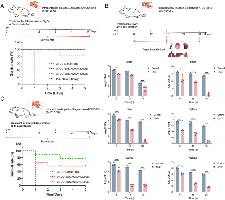 Therapeutic effects of Cly2v on systemic infection caused by S. agalactiae ATCC13813. (A) The survival rate of mice treated with 200 μg or 400 μg of Cly2v after 1 h of infection with 1 × 109 CFU of S. agalactiae ATCC13813 (n = 6). (B) Bacterial load in blood, heart, liver, spleen, lungs, and kidneys of mice at 6 h, 18 h, and 30 h post-treatment with Cly2v. (C) Survival rate of mice challenged with 1 × 109 CFU of S. agalactiae ATCC13813 after treatment with Cly2v (200 μg and 400 μg) at 3 h post-infection (n = 9). The experimental results are presented as the mean ± SD. Statistical significance was analyzed using two-way ANOVA (* p < 0.05; ** p < 0.01; *** p < 0.001).