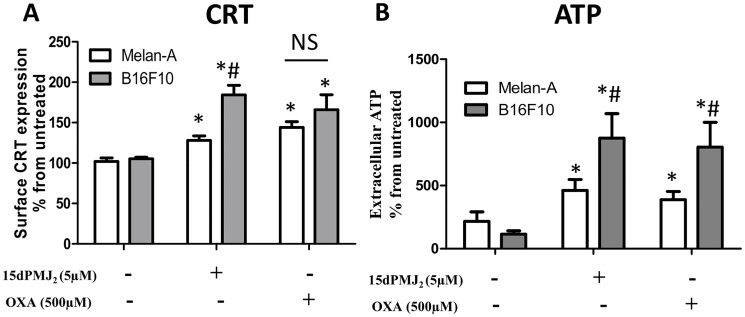 15dPMJ2 increases DAMP expression selectively in melanoma cells.(A and B) Tumorigenic (B16F10) and non-tumorigenic (Melan-A) melanocytes were treated with vehicle (0.1% DMSO), 5 μM 15dPMJ2, 500 μM oxaliplatin or the cells remained untreated. (A) The cell surface expression of calreticulin (CRT) was measured by conducting flow cytometric analysis after cell treatment for 2 hours. (B) The extracellular levels of ATP were detected after 4 hours of treatment by using CellTiter-Glo® kit. Sample values are displayed as the percentage from untreated cells (% from untreated). The data were analyzed using one-way ANOVA followed by Tukey’s multiple comparison test and are represented as the mean ± SEM of three independent experiments. * p < 0.05, sample compared to vehicle treated cells; # p < 0.05, sample compared to Melan-A cells; NS, not statistically different.