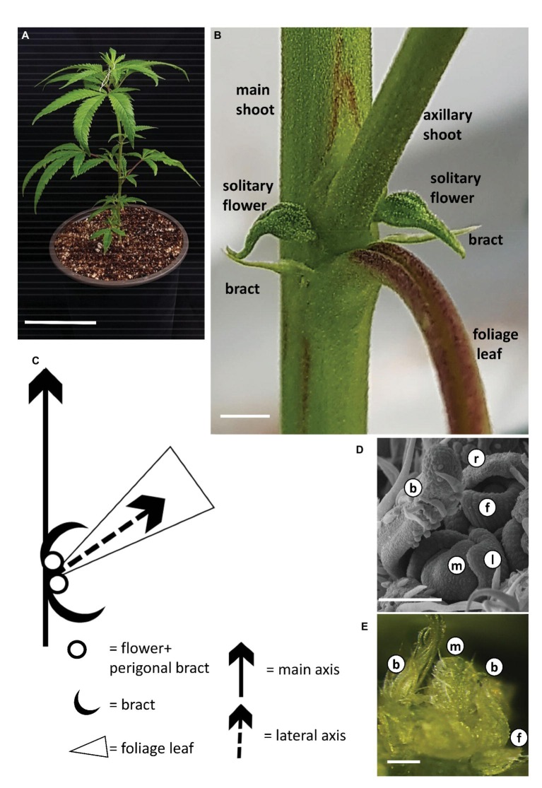 Growth and development of Cannabis under long photoperiod. (A) Young rooted cutting of cv. NB140 2 weeks after rooting. Bar = 10 cm. (B) Internode of cannabis plant. Axillary shoot, two bracts, and two solitary flowers are located in the axil of a foliage leaf. Bar = 0.2 cm. (C) Schematic representation of the basic phytomer, including internode, foliage (fan) leaf, two bracts, and two solitary flowers. (D) Scanning electron photomicrograph of cannabis apical meristem. Bar = 100 μm. (E) Stereoscope image of cannabis apical meristem producing leaves, solitary flowers, and bracts. External leaves removed to expose the meristem. Bar = 200 μm. b, bract primordium; f, flower primordium; l, leaf primordium; m, meristem; r, perigonal bract.