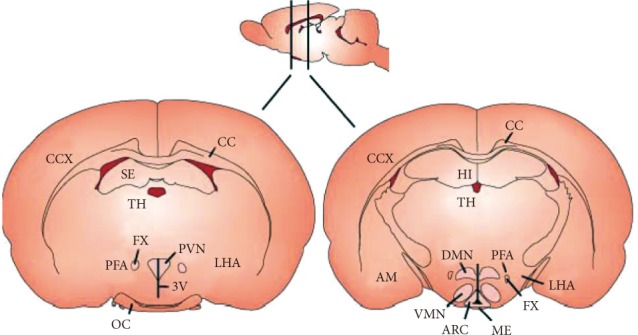 Hypothalamic nuclei involved in appetite regulation. ARC, arcuate nucleus; AM, amygdala; CC, corpus callosum; CCX, cerebral cortex; DMN, dorsomedial nucleus; FX, fornix; HI, hippocampus; LHA, lateral hypothalamic area; ME, median eminence; OC, optic chiasm; PFA, perifornical area; PVN, paraventricular nucleus; SE, septum; 3V, third ventricle; TH, thalamus; VMN, ventromedial nucleus.