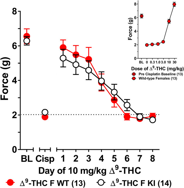 Development of tolerance to the anti-allodynic effects of 10 mg/kg of ∆9-THC in female wild-type and S426A/S430A mice. Results from a dose-response (insert) revealed that 10 mg/kg of ∆9-THC fully reversed allodynia in wild-type females. Tolerance to the anti-allodynic effects of 10 mg/kg ∆9-THC was determined in female S426A/S430A (KI; unfilled) and wild-type (WT; filled) mice. Mice were assessed using the von Frey assay for the amount of force (in grams) required to elicit a paw withdrawal response 60 min following treatment with 6 mg/kg ∆9-THC. BL represents the pre-cisplatin baseline and CISP the post-cisplatin baseline. Error bars represent the mean ± SEM. Each mouse was tested in triplicate and those values averaged to determine a single value for each mouse each day of testing. Data were analyzed using separate two-way ANOVAs with Bonferroni post-hoc tests. Sample sizes for each group (shown in parentheses) include 13 female WT mice for the dose response and 13 female WT and 14 female KI mice for daily tolerance.