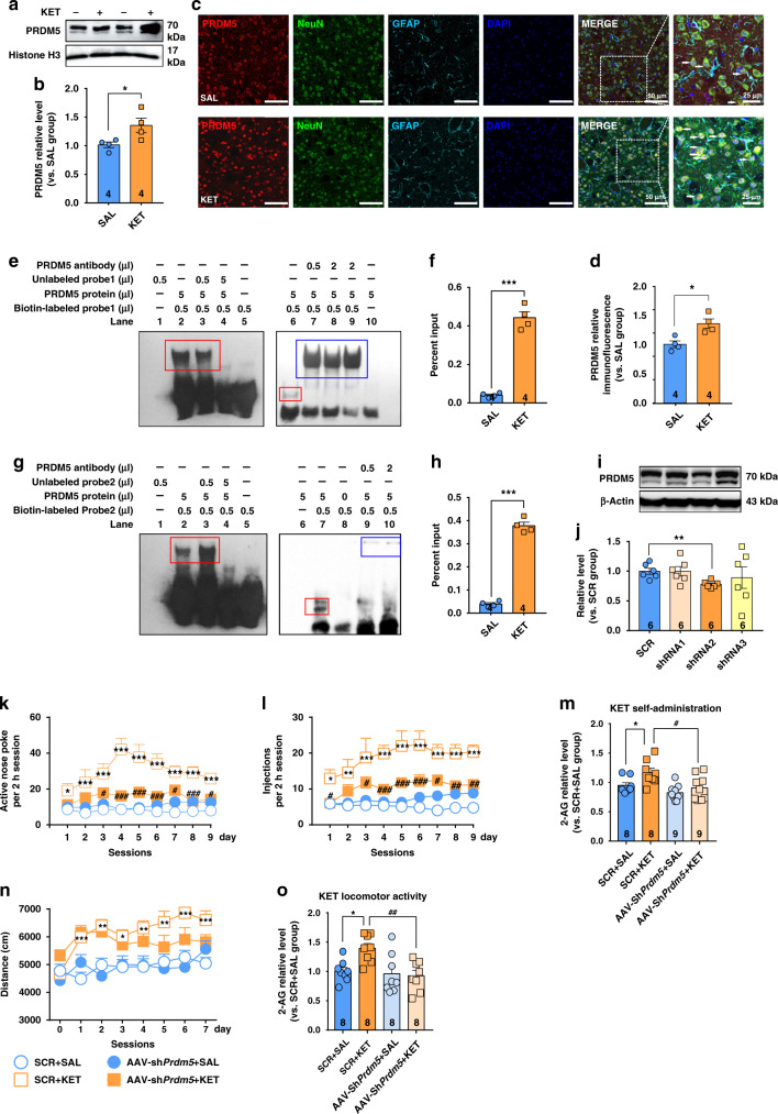 PRDM5 regulates Mgll gene transcription and ketamine-seeking behavior.a, b Repeated ketamine exposure (15 mg/kg) increased PRDM5 protein expression in the nucleus of DLS neurons (unpaired two-tailed t test, t(6) = 2.533, P = 0.0445). PRDM5 is observed as two bands at 66 and 70 kDa (two isoforms). c Co-immunostaining for PRDM5 (red), NeuN (green), GFAP (wathet blue), and DAPI (deep blue) in the DLS. d Ketamine (15 mg/kg) increased PRDM5 protein expression in DLS neurons (unpaired two-tailed t test, t(6) = 3.572, P = 0.0118). e, g EMSA experiments were performed with 5 μg of PRDM5 protein and biotin-labeled Mgll DNA oligos (probe1 and probe2). The shifted protein–DNA band (red rectangle; lanes 2, 3, and 6 in e; lanes 2, 3, and 7 in g was competed with excess and unlabeled DNA oligos (lane 4). Preincubation with anti-PRDM5 antibodies resulted in supershifted antibody–protein–DNA bands (blue rectangle; lanes 7, 8, and 9 in e; lanes 9 and 10 in g that migrate more slowly in the native gel. f, h Ketamine (15 mg/kg) enriched PRDM5 at the promoter of gene Mgll (site 1 and site 2; site1, unpaired two-tailed t test, t(6) = 12.87, P < 0.0001; site2, unpaired t test, t(6) = 20.32, P < 0.0001). Compared to SAL group, *P < 0.05, ***P < 0.001. i, j shRNA2 targeting Prdm5 effectively interfered with PRDM5 expression (unpaired two-tailed t test, t(10) = 3.908, P = 0.0029). Compared to SCR group, **P < 0.01. k AAV-shPrdm5 reduced ketamine-seeking behaviors (n = 21 mice/group, two-way repeated measured ANOVA, followed by Dunnett’s multiple comparisons test, virus F(3,48) = 38.24, P < 0.0001; time F(8,384) = 2.848, P = 0.0044; interaction, F(24,384) = 2.056, P = 0.0027). l AAV-shPrdm5 reduced ketamine-taking behaviors (n = 21 mice/group, two-way repeated measured ANOVA, followed by Dunnett’s multiple comparisons test, virus F(3,48) = 31.97, P < 0.0001; time F(8,384) = 2.554, P = 0.0101; interaction, F(24,384) = 1.016, P = 0.4441). m AAV-shPrdm5 restored the DLS 2-AG level in ketamine self-administration test (one-way ANOVA, followed by Dunnett’s multiple comparisons test, F(3,30) = 5.848, P = 0.0029; SCR + KET vs. SCR + SAL, P = 0.0461; SCR + KET vs. AAV-shPrdm5 + KET, P = 0.0123). n AAV-shPrdm5 could not reduce ketamine-induced hyperlocomotor activity (n = 21 mice/group, two-way repeated measured ANOVA, followed by Dunnett’s multiple comparisons test: virus F(3,80) = 7.706, P = 0.0001; time F(7,560) = 8.764, P < 0.001; interaction, F(21,560) = 2.867, P < 0.001). o AAV-shPrdm5 restored the 2-AG level in the DLS in ketamine hyperlocomotion test (one-way ANOVA, followed by Dunnett’s multiple comparisons test, F(3,28) = 5.727, P = 0.0035; SCR + KET vs. SCR + SAL, P = 0.0142; SCR + KET vs. AAV-shPrdm5 + KET, P = 0.0031). Compared to SCR + SAL group, *P < 0.05, **P < 0.01, ***P < 0.001; compared to SCR + KET group, #P < 0.05, ##P < 0.01, ###P < 0.001. Data are shown as mean ± SEM. SAL saline, KET ketamine, SCR scrambled shRNA. Source data provided as a Source Data file.