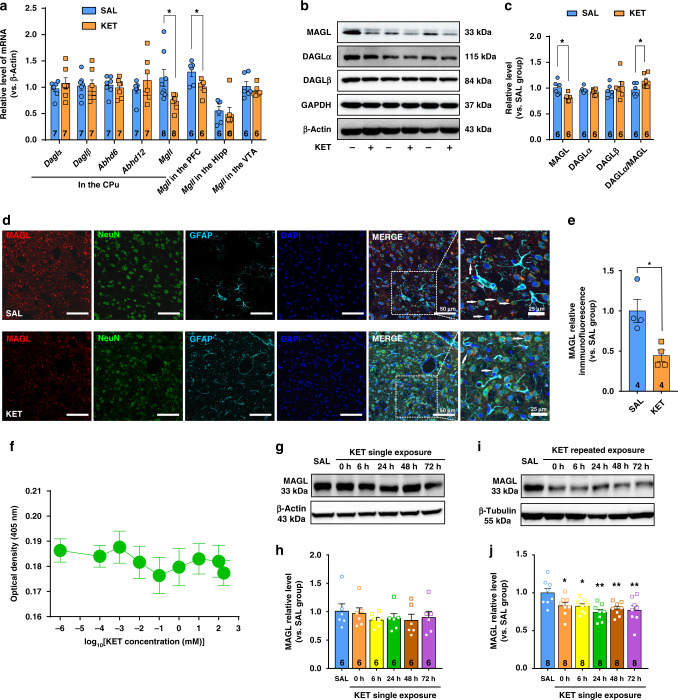 Ketamine represses MAGL transcription in the CPu, leading to an increase in 2-AG production.a Ketamine (15 mg/kg) decreased mRNA expression of MAGL gene in the CPu and PFC (Unpaired t test, Mgll in the CPu, t(14) = 2.674, P = 0.0182; Mgll in the PFC, t(10) = 2.647, P = 0.0244). b Representative immunoblotting for the expression of 2-AG metabolic enzymes in the dorsal striatum. c Ketamine (15 mg/kg) decreased MAGL protein expression and increased the ratio of DAGLα to MAGL (DAGLα/MAGL) in the CPu (Unpaired two-tailed t test: MAGL, t(10) = 3.069, P = 0.0119; DAGLα/MAGL, t(10) = −2.324, P < 0.05). d Co-immunostaining for MAGL (red), NeuN (green), GFAP (wathet blue), and DAPI (deep blue) in the DLS. Arrows indicate the neurons positive for MAGL. e Ketamine (15 mg/kg) reduced MAGL expression in the DLS neurons (unpaired two-tailed t test, t(6) = 3.486, P = 0.0131). f Ketamine did not affect MAGL enzyme activity in vitro. n = 3 samples/group. g, h MAGL expression was not altered by a single ketamine (15 mg/kg). i, j MAGL expression decreased within 72 h after repeated exposure to ketamine (15 mg/kg; one-way ANOVA, followed by Dunnett’s multiple comparisons test, F(5,42) = 3.922, P = 0.0052; 0 h vs. SAL, P = 0.049; 6 h vs. SAL, P = 0.0404; 24 h vs. SAL, P = 0.0014; 48 h vs. SAL, P = 0.0099; 72 h vs. SAL, P = 0.0048). Data are shown as mean ± SEM. Compared to SAL group, *P < 0.05, **P < 0.01. CPu caudate nucleus and putamen, PFC prefrontal cortex, Hipp hippocampus, VTA ventral tegmental area, SAL saline, KET ketamine. Source data provided as a Source Data file.