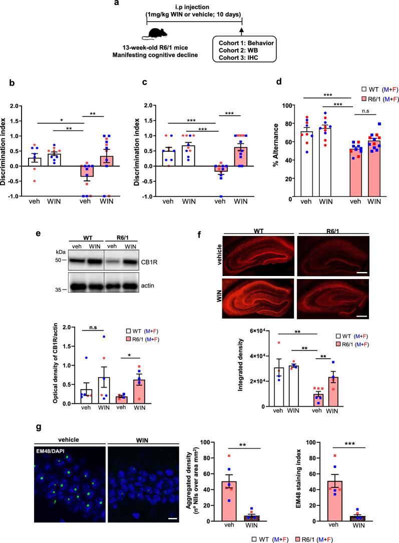 Sub-chronic WIN treatment improves cognitive performance, restores hippocampal CB1R levels and reduces mutant huntingtin aggregates in R6/1 mice. a Timeline of the experiments. b Performance in the novel object location task assessing spatial memory. Two-way ANOVA revealed significant effects of WIN treatment (F(1, 23) = 5.585, P = 0.0269) and genotype (F(1, 23) = 6.451, P = 0.0183). c Performance in the novel object recognition task assessing recognitive memory. Two-way ANOVA showed significant effects of WIN treatment (F(1, 38) = 21.56, P < 0.0001) and genotype (F(1, 38) = 12.02, P = 0.0013). d Performance in the Y-maze task evaluating working spatial memory. Two-way ANOVA showed significant effects of WIN treatment (F(1, 37) = 4.498, P = 0.04) and genotype (F(1, 37) = 29.54, P < 0.0001). Data are presented as mean ± SEM. Post-hoc comparisons were conducted using Tukey's test; *P < 0.05, **P < 0.01 and ***P < 0.001. n = 8–12 animals per group and genotype. e Representative immunoblots and quantification of CB1R protein levels in total hippocampal lysates from vehicle- and WIN-treated WT and R6/1 mice. Data are presented as mean ± SEM, n = 4–6 mice per group and genotype. Two-way ANOVA revealed a significant effect of WIN tretment (F(1, 17) = 10.17, P = 0.0054). Post-hoc comparisons using Tukey's test indicated *P < 0.05. f Representative confocal images and quantification of CB1R immunofluorescence in hippocampal coronal sections from vehicle- and WIN-treated WT and R6/1 mice. Scale bars, 100 µm. Mean ± SEM, n = 5–7 mice per group and genotype. Two-way ANOVA revealed a significant effect of WIN treatment (F(1, 12) = 13.28, P = 0.0034) and genotype (F(1, 12) = 13.54, P = 0.0031). Post-hoc comparisons using Tukey's test indicated **P < 0.01. g Representative confocal images of EM48 immunostaining showing nuclear mutant huntingtin inclusions in the hippocampal CA1 region of 14-week-old R6/1 mice. Nuclei were counterstained with DAPI. Scale bar, 25 μm. Histograms show the density of EM48-positive neuronal intranuclear inclusions (NIIs/mm2) and the staining index (total number of EM48-positive inclusions per total number of DAPI-stained nuclei). Mean ± SEM, with n = 5–7 mice per group. Statistical significance was assessed using the Mann–Whitney test; **P < 0.01, ***P < 0.001