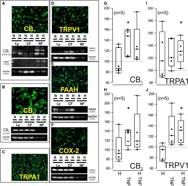N-acylethanolamine binding receptors visualized by western blotting and immunofluorescence and quantification of CB1, CB2, TRPV1 and TRPA1 in response to hypoxia and TNF in RASF by cell-based ELISA. Immunofluorescent staining and western blotting revealed the cellular localization of CB1 (a), CB2 (b), TRPA1 (c), TRPV1 (d), FAAH (e) and COX-2 (f) protein. Original magnification is 400×. Quantification of CB1 (g), CB2 (h), TRPA1 (i) and TRPV1 (j) protein by cell-based ELISA after culture of RASF for 48 h under either hypoxia, TNF stimulation (10 ng/ml) or hypoxia combined with TNF (10 ng/ml) in RASF. g-j: Data are given as % of unstimulated control RASF. *p <0.05 vs. normoxic control (dotted line). Paired Wilcoxon test was used for comparisons. LY = complete cell lysate, CF = cytosolic fraction, NF = nuclear fraction, N = normoxia, H = hypoxia, PARP = poly(ADP-ribose)-polymerase 1 (control for nuclear localization), GAPDH = glycerinaldehyd-3-phosphat-dehydrogenase (control for cytosolic localization). CB 1 cannabinoid receptor type 1, CB 2 cannabinoid receptor type 2, COX-2 cyclooxygenase-2, ELISA enzyme-linked immunosorbent assay, FAAH fatty acid amide hydrolase, IL-6 interleukin 6, IL-8 interleukin 8, MMP-3 matrix metalloproteinase 3 (stromelysin), RA rheumatoid arthritis, SF synovial fibroblast(s), TNF tumor necrosis factor, TRPA1 transient receptor potential ankyrin 1, TRPV1 Transient receptor potential vanilloid channel