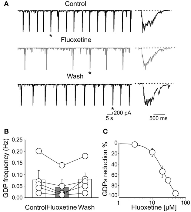 Fluoxetine reduces the frequency of Giant Depolarizing potentials. (A) GDPs recorded before, during and after (Wash) application of fluoxetine (20 μM). GDPs marked with an asterisk are shown on the right on an expanded time scale. (B) Population graph of GDPs frequency before, during and after application of fluoxetine. Columns represent the mean ± SEM. (C) Fluoxetine depressed GDPs in a concentration-dependent way. Each point represents the mean value of five individual experiments. Bars are the SEM (they are often within the symbols). Data points were fitted with the Hill equation (the IC50 value was 22 μ M).