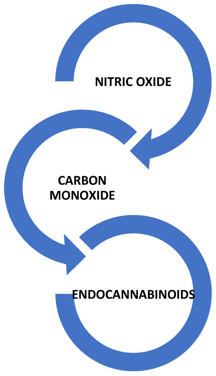 The main molecular mediators involved in the pathophysiology of CCM.
