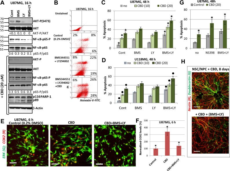 Upregulation of CBD-induced apoptosis using combined inhibition of IKK-NF-κB and PI3K-AKT(A) Western blot analysis of signaling proteins in the presence of indicated inhibitors, BMS345541 (20 µM) and LY294002 (50 µM) before and after addition of CBD (20 µM) into cell media. (B) The early effects of combined treatment with BMS345541, LY294002 and CBD (20 µM) on induction of apoptosis. Annexin-V-FITC and PI staining with the subsequent FACS analysis was performed. Annexin-V-FITC-positive cells, PI-negative cells are early apoptotic cells while Annexin-V-FITC-positive, PI-positive cells are late apoptotic cells. (C, D) Effects of small molecule inhibitors on CBD-induced apoptosis in U87MG (panel C) and in U118MG cells (panel D). Cell cycle-apoptosis analysis was performed using PI staining and FACS analysis. The pooled results of four independent experiments after indicated treatments of glioblastoma cells are demonstrated. Error bars represent means ± S.D. (p < 0.05, Student’s t-test). Stars indicate a significant difference between control CBD-treated U87MG cells and (CBD+inhibitors)-treated cells; black circles indicate the significant differences for U118MG cells. (E, F) Upregulation of the number of COX2-expressing U87MG cells 6 h after CBD (20 µM) treatment; this effect was blocked in the presence of BMS345541 and LY294002. Immunostaining with antibodies to ERK1/2 (green) and COX2 (red) and confocal analysis of images were performed. Bar = 50 μm. COX2 levels (normalized to a number of cells) are shown in the panel F. Stars indicate a significant difference. (G) Cell cycle-apoptosis analysis was performed 48 h after treatment of U87MG cells by CBD (20 µM) in the presence of COX2 enzymatic inhibitor NS398 (50 µM) or BMS345541 (20 µM) and LY294002 (50 µM). Error bars represent means ± S.D. (p < 0.05, Student’s t test). Stars indicate a significant difference between CBD-treated glioblastoma cells and these cells after combined treatment by (CBD and NS398) or (CBD, BMS345541, and LY294002). (H) A combination of BMS345541 (20 µM) and LY294002 (50 µM) partially suppressed CBD-induced differentiation of NSC/NPC. Confocal analysis of immunofluorescent images was done using monoclonal Ab against Nestin, an early neuroprogenitor marker (red), and polyclonal Ab against Doublecortin, a neuronal marker (green). Bar = 50 μm.
