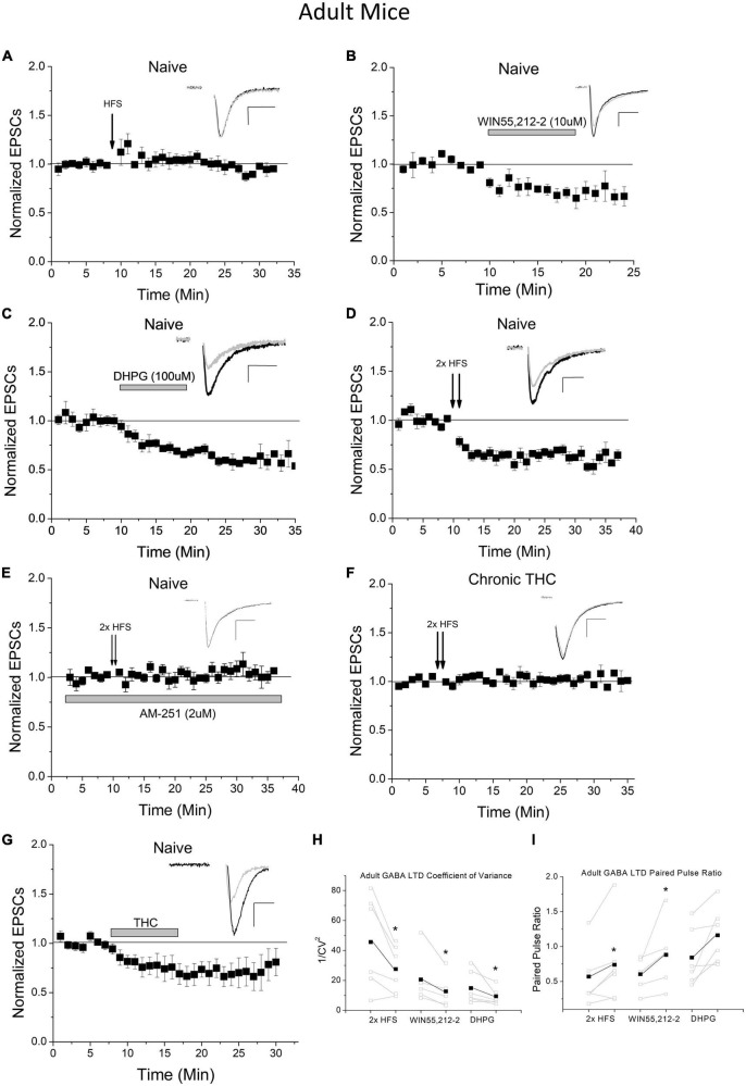 Adult mice exhibit increased LTD induction thresholds of excitatory inputs to VTA GABA neurons. (A) HFS does not induce LTD in adult mice compared to baseline (1.4 ± 5.7%, n = 8, p > 0.1, P70-150) and is significantly different than HFS young mice at the same time points compared to Figure 1A (p < 0.001). (B) WIN55,212-2 significantly depresses excitatory currents in adult mice compared to baseline (by 31.0 ± 10.1%; n = 5, p < 0.001) and is significantly different than the naïve adult HFS group at the same time points (p < 0.001). (C) DHPG significantly depresses excitatory postsynaptic currents (EPSCs) in adult mice compared to baseline (by 41.7 ± 3.1%; n = 6, p < 0.001) and is significantly different than the naïve adult HFS group at the same time points (p < 0.001). Note that WIN55,212-2 and DHPG-induced depression in adults are not significantly (p > 0.1) different from depression induced by these agonists in adolescents, comparing to data in our prior publication (Friend et al., 2017). (D) Doubling the HFS protocol induces LTD in adult mice compared to baseline (32.3 ± 4.4%; n = 6, p < 0.001) and is significantly different than the naïve adult HFS group at the same time points (p < 0.001). (E) The CB1 antagonist AM-251 (2 μM) blocked 2× HFS LTD (n = 6, 4.3 ± 2.2% above baseline, p > 0.1), which was not significantly different (p > 0.1) than control HFS in panel (A). (F) Chronic (7–10 days) THC exposure results in a loss of 2× HFS-induced LTD in adult mice (n = 6, p > 0.1) and is significantly different than naïve adults with double HFS (p < 0.001). This is comparable to chronic THC elimination of HFS-induced LTD seen in young mice (see Friend et al., 2017). (G) Application of THC (1 μM) to the bath ACSF induces significant depression (p < 0.001) compared to baseline (35% depression), which was not significantly (p > 0.1) different from THC-induced depression in adolescents (20% depression (Friend et al., 2017). (H) The coefficient of variance (1/CV2) in adult experimental groups showed a significant decrease following 2× HFS LTD (n = 6, p < 0.05), WIN55,212-2-induced depression (n = 5, p < 0.05), and DHPG-induced depression (n = 6, p < 0.05). (I) The paired pulse ratio (PPR) for adult experimental groups increased when comparing baseline to post 2× HFS LTD (n = 6, p < 0.05) and WIN55,212-2-induced depression (n = 5, p < 0.05). No significant change was noted following DHPG depression, but trend only (n = 6, 0.1 > p > 0.05).