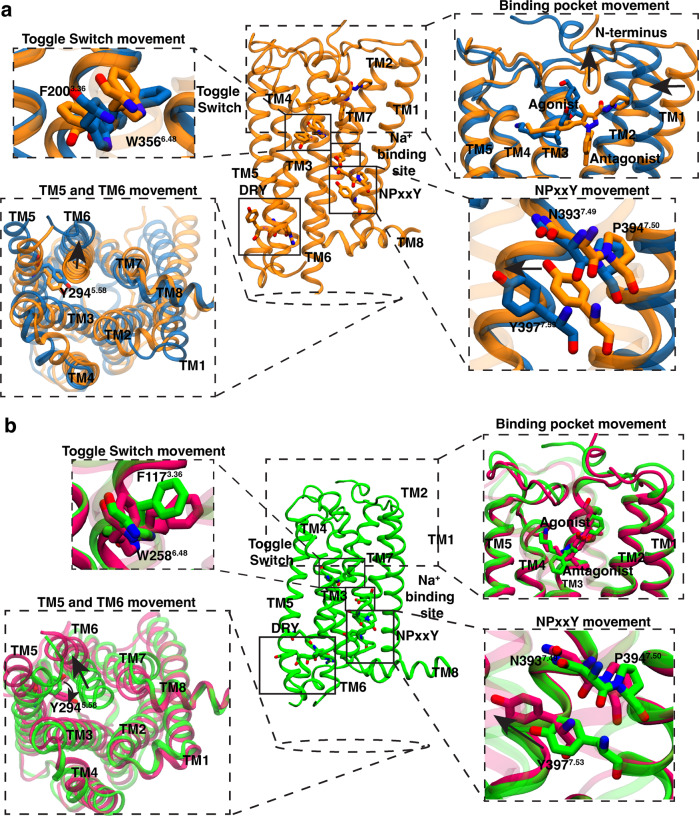 Comparison of inactive and active structures of CB1 and CB2 highlighting the important motions during activation.Inactive crystal structure of CB1 (a) (PDB ID: 5TGZ9, color: Orange) and CB2 (b) (PDB ID: 5TZY12, color: Green) are shown as cartoon representations in the central panel. Protein residues in conserved motifs are shown as sticks and highlighted inside block boxes. Major conformational changes during the activation are shown as separated box, where the active (CB1 PDB ID: 5XRA11, color: Blue; CB2 PDB ID: 6KPF16, color: Pink) and inactive conformations are superposed. Directions of the conformational changes during the activation are shown as black arrow.