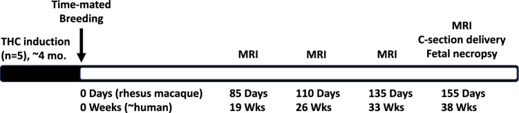 Study design overview. Timeline of the experimental design. Female rhesus macaques (n = 10, 5 THC-exposed, 5 control) underwent time-mated breeding. Fetal brain MRI was performed at gestational day 85 (G85, term is ~ 168 days), G110, G135, and G155. Immediately following imaging at G155, all animals were delivered by cesarean section delivery followed by fetal necropsy.