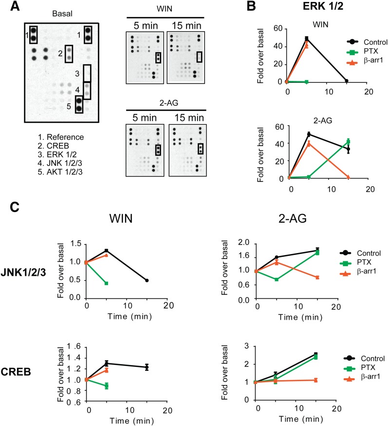 Signaling networks elicited from CB1R activation. (A) Representative dot blots evaluated by profiling phosphorylation of 43 human kinases. HEK293 cells expressing SEP-CB1R were incubated with 1 μM WIN and 10 μM 2-AG for 5 and 15 minutes. Cell lysates from untreated and treated cells were applied to a nitrocellulose membrane spotted with the antibodies for 43 kinases. Three kinases (CREB, ERK1/2, and JNK1/2/3) with significant changes in phosphorylation level after agonist treatment were highlighted with boxes. AKT1/2/3 and reference spots (loading control) are shown for comparison. (B) Graphs provide the quantified time course showing ERK1/2 phosphorylation induced by 1 μM WIN and 10 μM 2-AG. Data are expressed as the fold change over the basal (no compound) level for each compound. The effects of β-arrestin 1 knockdown (red) and PTX treatment (green) are shown. (C) Graphs provide the quantified time course showing JNK1/2/3 and CREB phosphorylation induced by 1 μM WIN and 10 μM 2-AG. Data are expressed as the fold change over the basal level for each compound. Statistical significance of agonist-induced phosphorylation compared with basal (0 minute) was assessed using one-way analysis of variance and Bonferroni’s post hoc test.