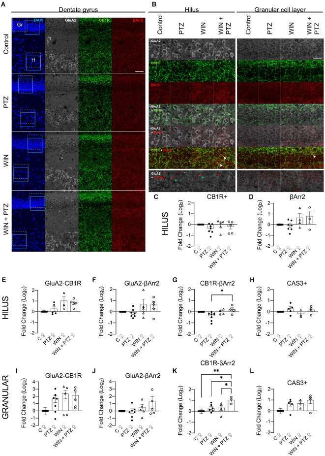 Hilar and granule celllayer immunohistochemistry in female rats. (A)Representative immunofluorescent images of the dentate gyrus showingthe granule cell layer (Gr) and the hilus (H) for each experimental group. Dashed square: areas used for colocalization analysis. Calibration bar: 40 μm. (B) Representative images used for analysis [amplified view of dashed square region from (A)]. Calibration bar: 25 μm. (C–L) quantification of (B). (C) CB1R + (C, n = 6; PTZ, n = 7; WIN, n = 5; WIN + PTZ, n = 5) and (D) βArr2+ (C, n = 5; PTZ, n = 7; WIN, n = 4; WIN + PTZ, n = 3) area in the hilus. (E) GluA2-CB1R (C, n = 5; PTZ, n = 5; WIN, n = 3; WIN + PTZ, n = 5), (F) GluA2-βArr2 (C, n = 5; PTZ, n = 7; WIN, n = 5; WIN + PTZ, n = 5) and (G) CB1R-βArr2 (C, n = 5; PTZ, n = 7; WIN, n = 4; WIN + PTZ, n = 4) colocalization in hilus. (H) CAS3+ neurons (C, n = 4; PTZ, n = 5; WIN, n = 3; WIN + PTZ, n = 4) in hilus. (I) GluA2-CB1R (C, n = 5; PTZ, n = 7; WIN, n = 5; WIN + PTZ, n = 5), (J) GluA2-βArr2 (C, n = 5; PTZ, n = 7; WIN, n = 5; WIN + PTZ, n = 5), and (K) CB1R-βArr2 (C, n = 5; PTZ, n = 6; WIN, n = 4; WIN + PTZ, n = 3) colocalization in the granular cell layer. (L) CAS3+ neurons (C, n = 4; PTZ, n = 5; WIN, n = 3; WIN + PTZ, n = 4) in granular cell layer. White arrows: examples of strong colocalization between CB1R and βArr2. Green arrows: example of CAS3+ cells. *p < 0.05 and **p < 0.01, one-way ANOVA with Tukey’s multiple comparisons post hoc.