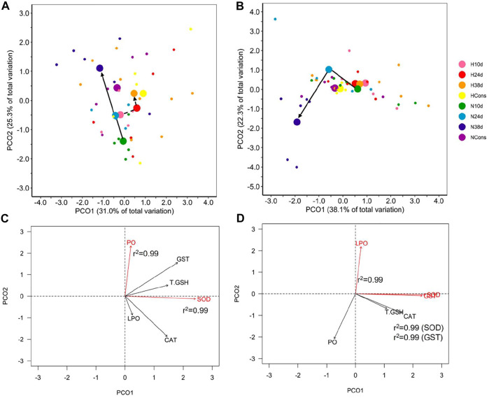 Antioxidant defense system and oxidative damage indicators in tissues. Principal coordinate analysis (PCoA) of centroids and individual points per DO (N = normoxia; H = hypoxia) and sampling time (10d, 24d, and 38d in the thermal fluctuation, and the constant temperature) for muscle (A) and gill (B). The lines follow the centroid trajectories (solid line = normoxia; dashed line = hypoxia) along the fluctuation. DO and sampling time combinations are referred as N10d (n = 6), N24d (n = 4), N38d (n = 6), NCons (n = 6), H10d (n = 4), H24d (n = 5), H38d (n = 9), and HCons (n = 5). Biplot of biochemical indicators for muscle (C) and gills (D). Vectors in red and Pearson correlation values correspond to the most correlated variables with PCO1 and PCO2. LPO = lipid peroxidation, PO = protein carbonylation, CAT = catalase, SOD = superoxide dismutase, T.GSH = total glutathione, and GST = glutathione S-transferase.