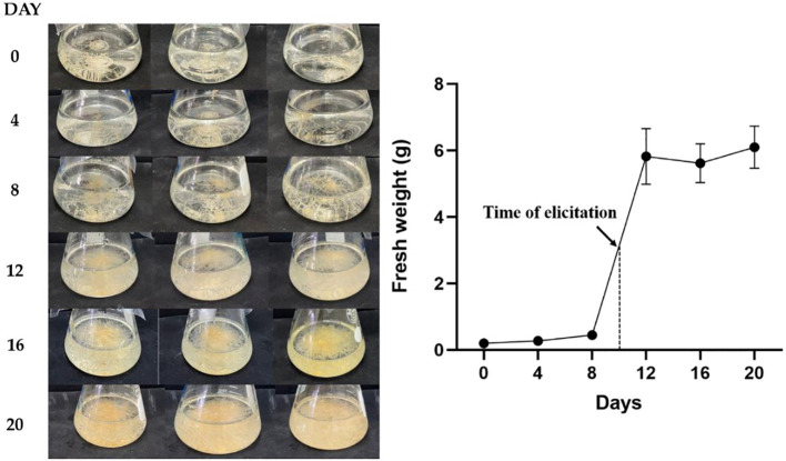 Analyses for the growth rate of transgenic hairy roots in B5 meduim for 20 days.