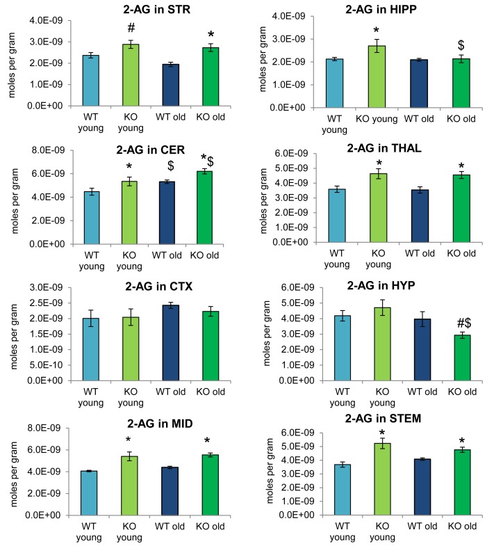 2-arachidonoyl glycerol (2-AG) levels were upregulated relative to wild-type (WT) in most ABHD12 knockout (KO) brain areas, while age had minimal effects on 2-AG levels. Bar graphs show mean 2-AG levels in brain regions from young adult WT mice (WT young, light blue bars), young adult ABHD12 KO mice (KO young, light green bars), older adult WT mice (WT old, dark blue bars), and older adult ABHD12 KO mice (KO old, dark green bars). 2-AG concentrations are expressed in moles per gram of tissue. Error bars are ± standard error of the mean. ∗ indicates that means were significantly different in ABHD12 KO relative to WT mice of the same age at p < 0.05 whereas # indicates that means were significantly different in ABHD12 KO mice at p < 0.10. $ indicates that means were significantly different in older adults relative to younger adults of the same genotype at p < 0.05. Brain areas are striatum (STR), hippocampus (HIPP), cerebellum (CER), thalamus (THAL), cortex (CTX), hypothalamus (HYP), midbrain (MID), and brainstem (STEM).