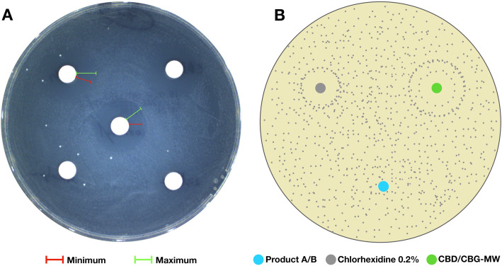 a Example plate with minimum and maximum inhibition zones. b Schematic representation of single and double inhibition zones