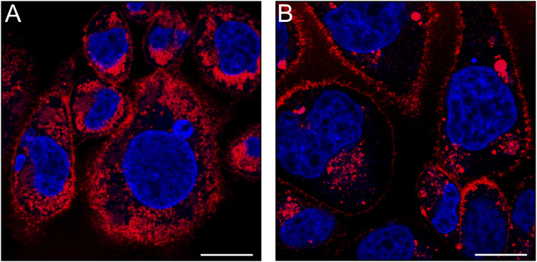 Super-resolution confocal imaging of overexpressing hCB2R CHO cells. The cells were stained for 15 min with (A) 12 (0.8 μM, red) or (B) 16 (0.8 μM, red) and Hoechst 33342 (blue, nucleus counter stain). Cells were optically sectioned using confocal laser-scanning microscopy equipped with an Airyscan detector. For quantifying the relative levels of labeling using the two TAMRA probes, identical imaging settings (i.e., objective, light path, laser power, gain, offset, frame size, zoom and scan speed) were maintained throughout the acquisition process. Images are representative of three independent experiments. Scale bars, 10 μm.