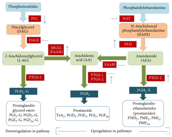 Proposed model of gestational related changes in gene expression of endocannabinoid system genes, as pregnancy progresses from mid to late gestation in rat placenta.