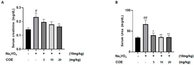 Average serum creatinine levels (mg/dL) (A); average serum urea levels (mg/dL) (B) in different groups of rats. Rats were intraperitoneally injected with 10 mg/kg sodium orthovanadate daily for 10 days. COE was injected daily from day 4 to day 10. Serum urea and creatinine levels were measured. Each column represents the mean ± SEM of seven animals. Statistical analysis was performed using two-way ANOVA followed by Bonferroni’s multiple comparison test. # p < 0.05; ## p < 0.01 vs. control; * p < 0.05; ** p < 0.01—significantly different from the sodium orthovanadate-only treated group.