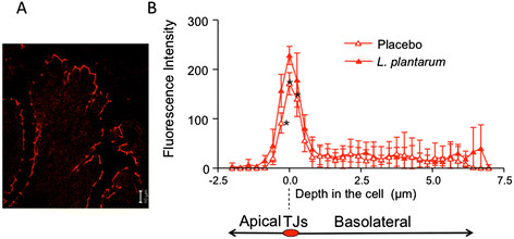 Tight junctions in the intestine. This figure is based on previously published data [115] and shows fluorescent staining of occludin in a tissue section perpendicular to the cell surface of the epithelium (A). The fluorescence intensities of 3 different uniform areas per section were plotted as a function of cell location using the peak fluorescence signal from the tight junction region to align each intensity profile (B). Administration of live L. plantarum to humans significantly increased the fluorescent staining of occludin in the tight junction (P < 0.05 for sections indicated *).