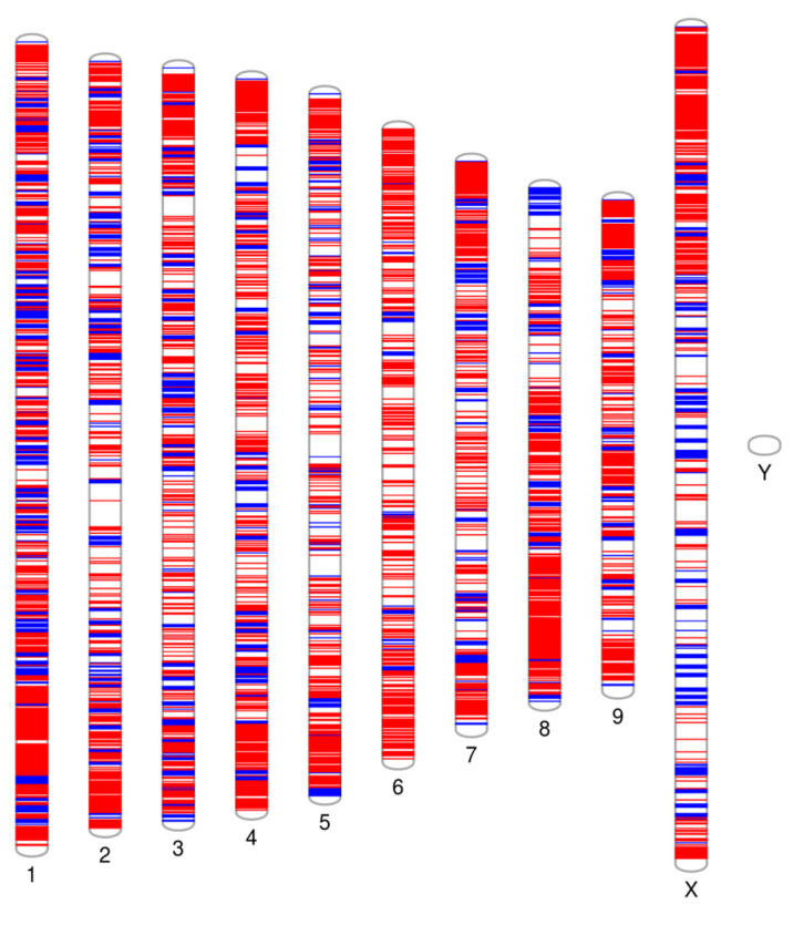 Distribution of selected 4631 SNP positions (blue color) on all 10 Cannabis chromosomes (https://visualization.ritchielab.org/phenograms/plot (accessed on 31 August 2023)).