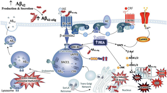 Convergence of chronic stress intracellular signaling with Aβ42 and hyperphosphorylated tau neuropathology. The noradrenergic and CRF systems are engaged during stress and may contribute to neuronal degeneration when sustained over long periods of time. Adrenergic and CRF receptors are known to shift APP processing toward the amyloidogenic pathway by influencing the activity of beta and gamma secretases, BACE1 and PSEN, respectively. Increased production and secretion of Ab42 results in increased production of the neurotoxic Ab42 oligomers, known to incite nitric oxide (NO), reactive oxygen species (ROS), lysosomal and endoplasmic reticulum (ER) stress. The beta-2 adrenergic receptor and CRF receptor 1 (CRFR1) are both G-protein coupled receptors that engage stimulatory alpha subunits. Activation of these receptors results in the activation of adenylyl cyclase (AC), increased production of cyclic adenosine monophosphate (c-AMP), and activation of the enzyme protein kinase A (PKA). PKA can activate GSK3b signaling, resulting in the phosphorylation of tau at Alzheimer’s relevant sites. PKA can also elicit intracellular calcium increases that result in the recruitment of the calcium modulatory kinase II (CaMKII). Sustained elevations in Ca2+ signaling, however, results in the activation of additional downstream cell signal cascades, exacerbating the production and release of NO, ROS, caspases, and cytochrome-c (Cyt-c) from mitochondria. Cumulatively, this results in decreased efficiency in clearing proteins from the cell, increased inflammation and signals that induce apoptosis, contributing to neuronal degeneration.