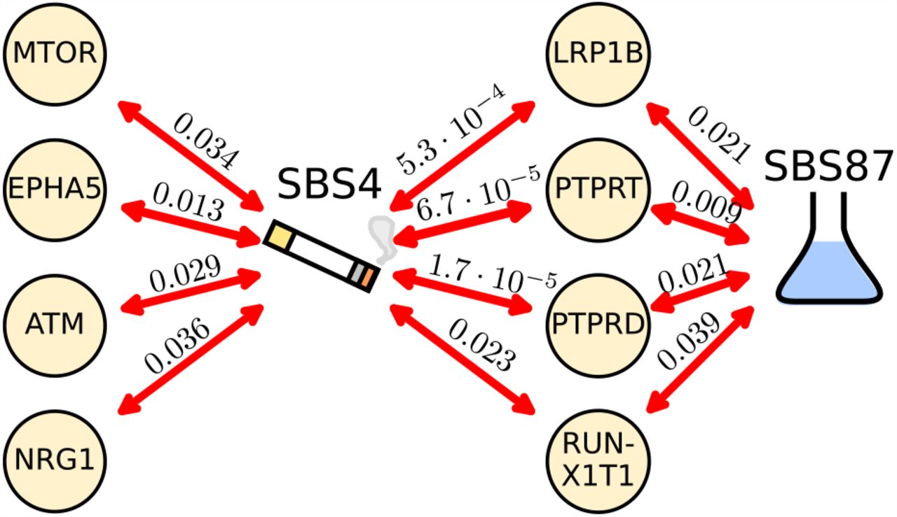 Signatures SBS4 and SBS87 correlate with mutations in genes canonically mutated in cancer (discovery set).Correlations were assessed using a Benjamini-Hochberg corrected Kendall τ (corrected p-values along the arrows) and the correlation strengths are indicated by the arrow line widths.
