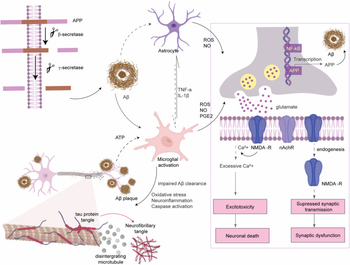 Amyloid β pathogenesis of AD. APP protein is processed by secretase enzymes to produce Aβ peptides. Aggregated Aβ causes microglial activation to produce ROS and inflammatory cytokines which further activate astrocytes. ROS binds to NF-κB sites in the promoters of APP in neurons to activate transcription of the Aβ peptide. Aβ plaques enhance glutamate release from neurons and astrocytes. Prolonged activation of extrasynaptic NMDA receptors by excess glutamate leads to intense transient Ca2+ influx which alters some signaling pathways and causes neuronal death (excitotoxicity). Aβ also inhibits the activity of acetylcholine esterase and lowers the expression of nicotinic acetylcholine receptor (nAchR). In addition, Aβ accumulation promotes endocytosis of NMDA receptors at synapses which suppresses synaptic transmission and alters synaptic plasticity.