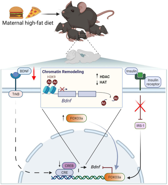 Maternal high-fat diet downregulates BDNF due to chromatin remodeling and increased histone deacetylation on the Bdnf promotor. BDNF/Bdnf, brain-derived neurotrophic factor; CBP, CREB-binding protein; HDAC, histone deacetylase; HAC, histone acetylase; IRS-1, insulin receptor substrate 1; TrkB, tropomyosin receptor kinase B; CREB, FOXO3a, transcription factors; H3K4, histone H3 lysine 9.