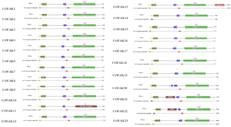 Protein domains of CsWAK/CsWAKL family members. Different domains were represented in green; the red, blue, and dark green colored boxes represented protein kinase and protein tyrosine kinase domains, calcium-binding EGF or calcium-binding EGF-CA domain, and wall-associated receptor kinase galacturonan-binding domain, respectively. The catalytic residues of the CsWAKs were indicated with the pink diamond and vertical poles on pkinase domain. Brown and dark brown boxes showed transmembranes and signal peptides.