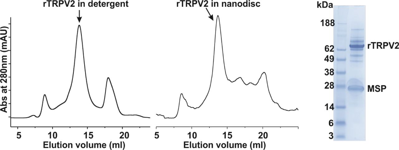 Biochemistry for rTRPV2.Gel filtration chromatograms of the rTRPV2 in detergent (left), reconstituted into nanodisc using MSP1E3D1 (middle) and SDS-PAGE of rTRPV2 in nanodisc (see Figure 3 – Fig. Supplement 1 – source data 1 for uncropped gel image). Figure 3 – Figure Supplement 1 – Source data 1. Uncropped SDS-PAGE of rTRPV2 in nanodisc.