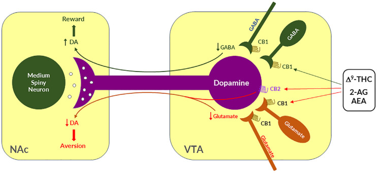 A schematic diagram showing the neural mechanisms underlying cannabis reward versus aversion. Cannabinoid CB1Rs are expressed not only in VTA GABAergic interneurons or GABAergic afferents but also in VTA glutamatergic neurons or their afferents within the VTA, whereas CB2Rs are also expressed in VTA DA neurons. Both CB1Rs and CB2Rs are inhibitory G-protein (Gi)-coupled receptors, producing an inhibitory effect on neuronal firing or terminal neurotransmitter release after activation. Cannabinoids such as Δ9-THC, 2-AG, and AEA may produce rewarding effects by binding to CB1Rs on VTA GABAergic interneurons and/or their afferents as a reduction in GABA release causes an increase DA neuronal firing and enhanced DA release in the NAc. Conversely, cannabinoids may also produce aversive effects by activating CB1Rs on glutamatergic neurons and/or terminals in the VTA that decreases excitatory glutamate input on VTA DA neurons. In addition, activation of CB2Rs on VTA DA neurons also produce an inhibitory effect on DA neuron firing and DA release in the NAc. Thus, the subjective effects of cannabinoids may depend on the balance of both oppose actions. This hypothesis may well explain why cannabinoids are rewarding in some subjects or species, while ineffective or even aversive in others. ↑, ↓—indicate an increase or a decrease in neurotransmitter release.