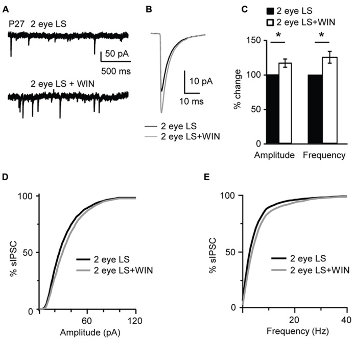 Binocular lid suture delays the window for CB-dependent potentiation of inhibition. (A) Example traces of sIPSCs recordings in Control and after application of WIN (WIN 55,212-2, 1 μM) in animal whose time of eye opening was delayed from P13 to P27 with binocular eyelid suture (2 eye LS). Recording were performed at P27 – a time in development in which sIPSCs from normally reared mice show no sensitivity to WIN. (B) Average sIPSCs traces for the conditions shown in (A). Black: 2 eye LS; gray: 2 eye LS + WIN. (C) Bar plot summarizing the effect of WIN 55,212-2 on average sIPSC amplitude and frequency in binocularly deprived mice. Black: 2 eye LS; white: 2 eye LS + WIN. Data are expressed relative to Control to show fold changes. (D) Cumulative distribution of sIPSC amplitudes for control (2 eye LS) and WIN application (2 eye LS + WIN) in binocularly deprived mice. (E) Cumulative distribution of sIPSC frequencies for control (2 eye LS, black) and WIN application (2 eye LS + WIN, gray) in binocularly deprived mice. Data are presented as mean ± SEM, statistical significance is indicated by * for P < 0.05.