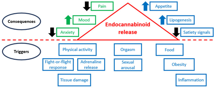 ECS in normal conditions and pathology.