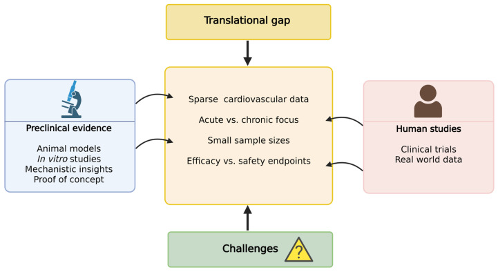 Translational gap between preclinical findings and human studies on the cardiovascular effects of cannabidiol (CBD).