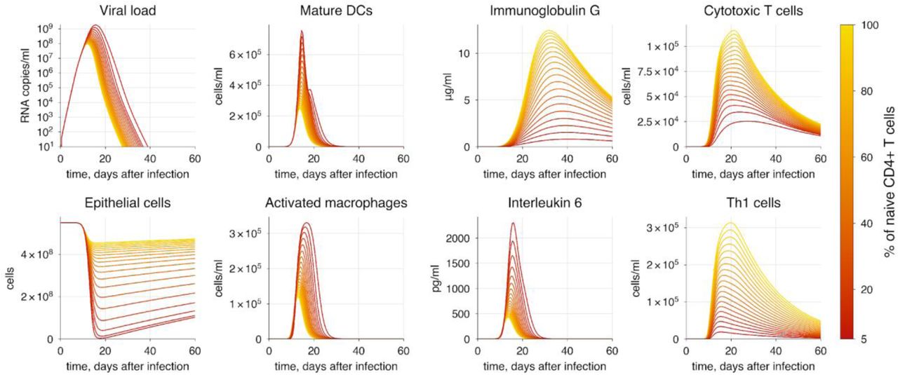 The baseline model solution with naive CD4+ T cell depletion. The transition from yellow to red indicates increasing severity of COVID-19.