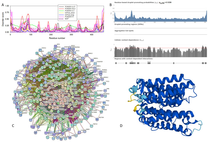 Structural and functional characterization of human NADH-ubiquinone oxidoreductase chain 4 (MT-ND4, UniProt ID: P03905). (A) Intrinsic disorder profile generated by RIDAO. (B) FuzDrop output. (C) MT-ND4-centered PPI network generated by STRING. This network was generated using the custom confidence value of 0.400 for the minimum required interaction score. (D) 3D structural model generated by AlphaFold.