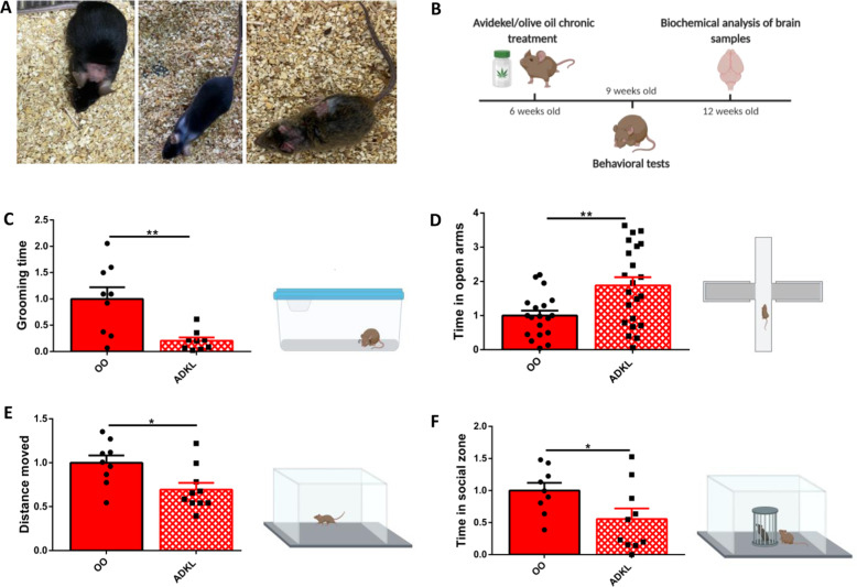 CBD-enriched medical cannabis treatment improves repetitive and anxiety behaviors, but not social deficits, in InsG3680 Shank3 mouse model of ASD.A InsG3680 Shank3 mutant mice that were injured by excessive self-grooming repetitive behaviors. B Graphic description of the study design. Mice were treated twice a week with oral gavage of olive oil/Avidekel oil (control and experiment groups, respectively) for 3 consecutive weeks prior to the behavioral tests, and 1 h before each behavioral test. After termination of the behavioral tests, the mice were killed and brain samples went through biochemical analysis. C Repetitive grooming behavior test. Avidekel oil treatment reduced the amount of grooming performed by InsG3680 Shank3 mutant mice (“ADKL”) in more than 70%, as compared with the InsG3680 Shank3 mutant mice olive oil control (“OO”). Data are presented as mean ± SEM, and normalized to the olive oil control group. N = 18. **p < 0.01. Two-tailed t-test between groups. D Elevated plus maze test. Olive oil-treated InsG3680 Shank3 mutant mice spent significantly less time exploring the open arms, as compared with Avidekel-oil-treated InsG3680 Shank3 mutant mice. Data are presented as mean ± SEM, and normalized to the olive oil control group. N = 31 (two replications of the experiment). **p < 0.01. Two-tailed t-test between groups. E Open field test. Avidekel-oil-treated InsG3680 Shank3 mutant mice walked a shorter distance in the arena, in comparison with the olive oil-treated InsG3680 Shank3 mutant mice. Data are presented as mean ± SEM, and normalized to the olive oil control group. N = 19. *p < 0.05. Two-tailed t-test between groups. F Social approach test. Avidekel oil treatment decreased the time InsG3680 Shank3 mutant mice spent in the social zone (namely, in close proximity to the stranger mouse cup) in the social approach test. Data are presented as mean ± SEM, and normalized to the olive oil control group. N = 19. *p < 0.05. Two-tailed t-test between groups.