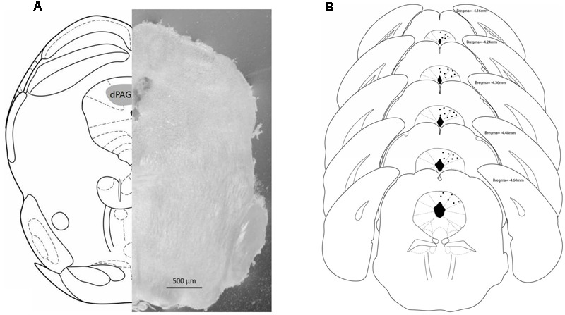 (A) Schematic representation (left) and photomicrograph (right) of the mouse brain. Both frames (left and right) correspond to –4.16 mm from bregma. (B) Schematic representation of microinjections sites within dPAG. Number of dots are representative and fewer than the actual number of animals due to overlapping. Histology revealed that all positive injection sites were between –4.16 and –4.60 mm from bregma (based on Paxinos and Franklin, 2004).