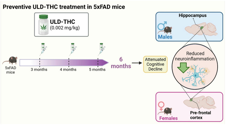 Schematic representation of sex-dependent effects of preventive ULD-THC treatment. 5xFAD mice begin developing amyloid pathology at 2–3 months, with cognitive deficits emerging by 6 months. To evaluate preventive effects, ULD-THC was administered monthly from 3 to 5 months of age. At 6 months, treatment attenuated AD-related cognitive decline in both sexes, accompanied by sex- and region-specific reductions in neuroinflammation. Males exhibited anti-inflammatory effects in the hippocampus, while females showed reduced inflammation in the PFC. Image created with BioRender.com