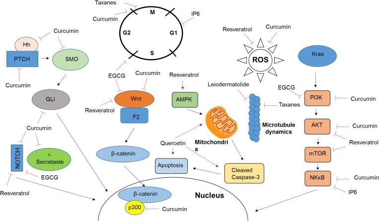 Mechanism of action of natural compoundsIncluded are the mechanisms of action for a number of compounds discussed in this review. As further discussed in the appropriate sections, the majority of natural compounds target a wide variety of cellular pathways which contributes to the varying observations made by different studies and inhibits the transition into clinical care.