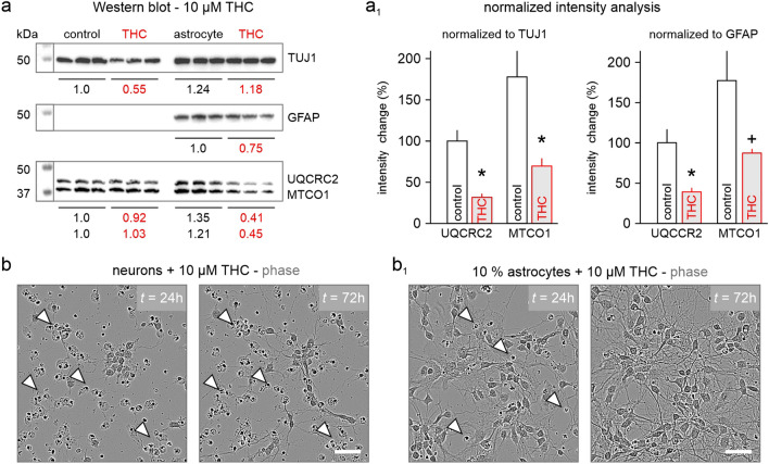 THC affects metabolic function by downregulation mitochondrial proteins. a, a1 Western blotting for cytoskeletal markers of neurons (TUJ1) and astrocytes (GFAP) in relation to mitochondrial proteins UQCRC2 and MTCO1. b, b1 Note that cellular debris remains firmly attached to cell culture dishes due to PDL, preventing accurate decreases in protein levels (open arrowheads). Scalebars = 50 µm (b, b1). +P ≤ 0.1, *P ≤ 0.05