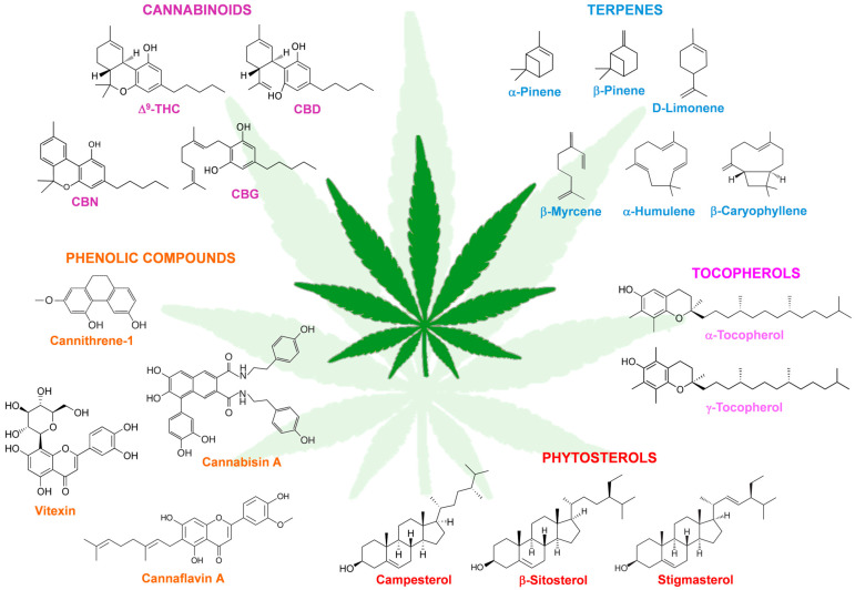 Examples of the most abundant phytochemical compounds identified in the C. sativa plant. CBD, cannabidiol; CBG, cannabigerol; CBN, cannabinol; Δ9-THC, Δ9-tetrahydrocannabinol.