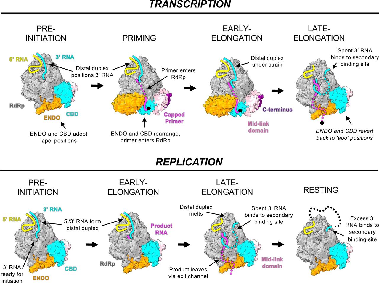 Structure-based models of SFTSV replication and transcription.L protein structures are displayed as surface with key domains coloured according to the following colour scheme: endonuclease (orange), cap-binding domain (cyan), mid-link domain (light pink), and C-terminus (purple). The remaining protein is coloured grey. RNAs are represented by coloured solid/dashed lines and coloured either yellow (5’ RNA), cyan (3’ RNA), magenta (product/primer RNA). Important to note that we consider the shift between early- and late-elongation to be characterised by the splitting of the product-template duplex in the RdRp core and subsequent exit of these RNA species via the product and template exit channels, respectively. Key features are indicated.