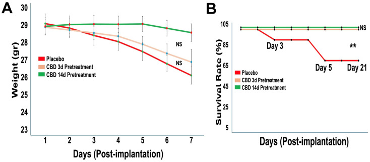 Prophylactic CBD inhalation preserves body weight and significantly improves survival. Mice (n = 10 per group, pooled from two independent cohorts) were pretreated with placebo or inhaled CBD prior to tumor implantation. (A) Body weight was monitored over 21 days post-implantation. All groups showed modest weight loss over time, with no significant differences between treatment groups. (B) Survival was assessed over 21 days post-implantation. Placebo-treated mice exhibited early mortality, whereas both CBD pretreatment regimens (3-day and 14-day) resulted in complete survival throughout the study period (** p < 0.05, NS = not significant).