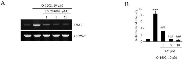 Effects of LY294002 on O-1602-induced Mac-1 expression in THP-1 cells. THP-1 cells were pretreated with the indicated concentrations of LY294002 for 1 h, and then treated with 10 μM O-1602 for 24 h. mRNA expression of adhesion molecules was analyzed by RT-PCR and flow cytometry. (A) Representative RT-PCR images. (B) Histograms showing the relative mRNA levels. (C) Representative flow cytometry images of Mac-1 proteins. (D) Histograms showing relative Mac-1 protein levels. The results are presented as the mean ± SEM of three independent experiments. Statistical significance: *** p < 0.001 vs. untreated control cells, ## p < 0.01, ### p < 0.001 vs. O-1602-treated cells.