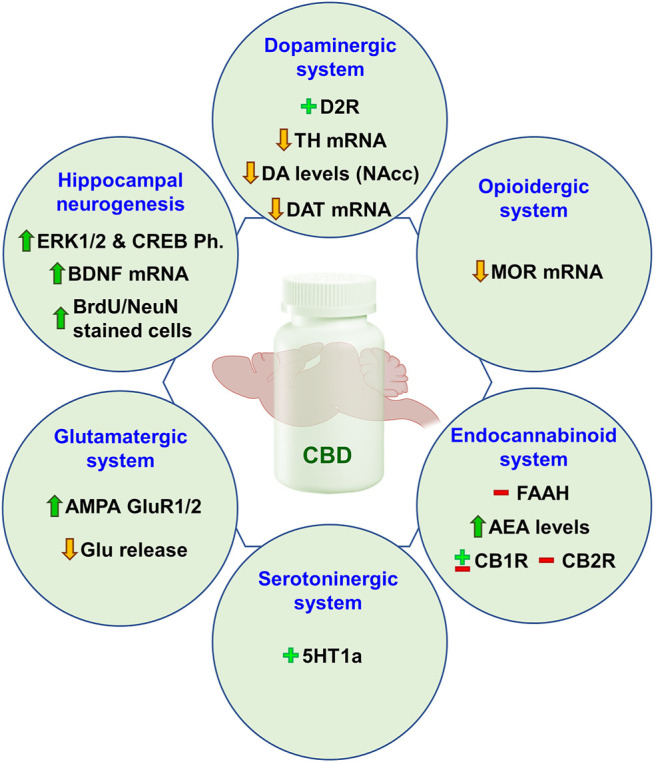 Main preclinical findings regarding the neurobiological mechanisms underlying the “anti-addictive” potential of CBD in relation with dopaminergic, opioidergic, endocannabinoid, serotonergic, and glutamatergic systems, as well as hippocampal neurogenesis. D2r, dopamine receptor 2; TH, tyrosine hydroxylase; DA, dopamine; NAcc, nucleus accumbens; MOR, mu-opioid receptor; FAAH, fatty acid amide hydrolase; AEA, anandamide; CB1R, cannabinoid receptor 1; CB2R, cannabinoid receptor 2; 5HT1a, serotonin receptor 1a; AMPA GluR1/2, α-amino-3-hydroxy-5-methyl-4-isoxazolepropionic acid glutamate receptor 1/2; Glu, glutamate; CREB, cAMP response element-binding protein; Ph., phosphorylation; BDNF, brain-derived neurotrophic factor.
