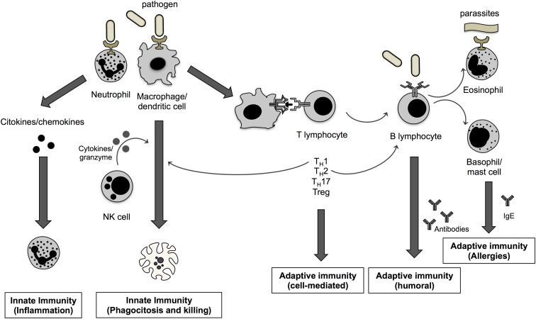 Schematic representation of the immune system and the functional interaction between immune cells.
